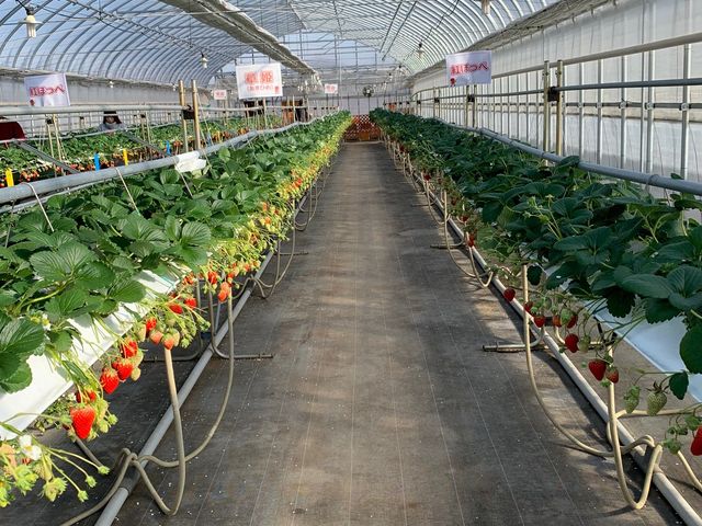 �L���ʘH_�ό������_�����C�t�@�[��