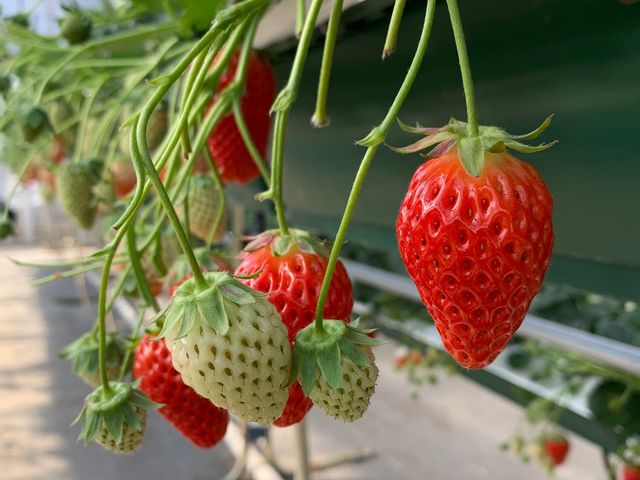 �C�`�S����������_�ό������_�����C�t�@�[��