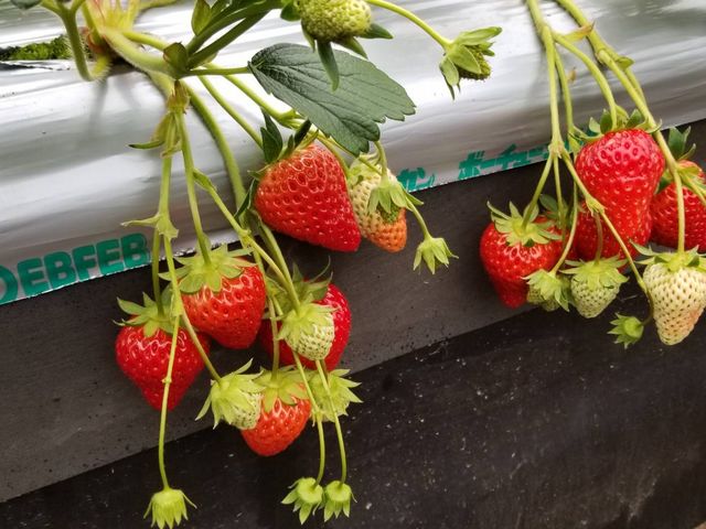 ������_������܃t�@�[�}�[�Y�E�}�[�P�b�g�@�m�[�X���B���b�W