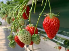 Ƃ݂炳̊ό_Ct@[ւ̓eʐ^3