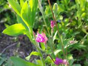 [Ƃˁ[̓ߐ{͂I[gLv̓eʐ^1