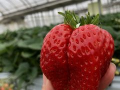 }̐V񂾔_ȉւ̓eʐ^1