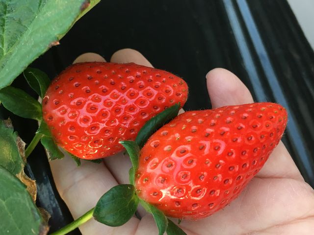 �X�J�C�x���[�ł��B_�₢�����R��������