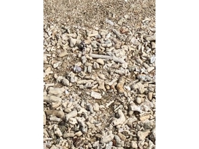 ����_���ԕl