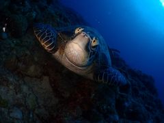 TIނ̓ʓ_CuTCgւ̓eʐ^1