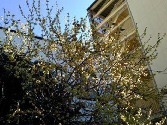 �낤�~���Y��ɍ炢�Ă��܂����B_��{�_��