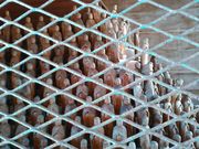 L^J̑厜iHcsj̓eʐ^5