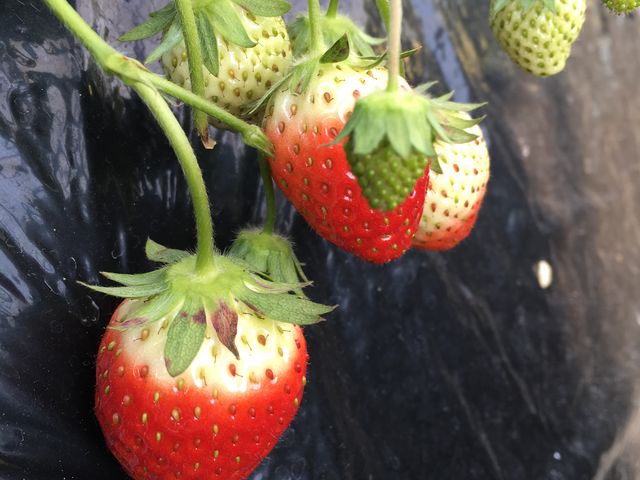 ���̍������������̂΂���ł���_��ۂ��ہ@�Ȃ߂����t�@�[�}�[�Y���B���b�W