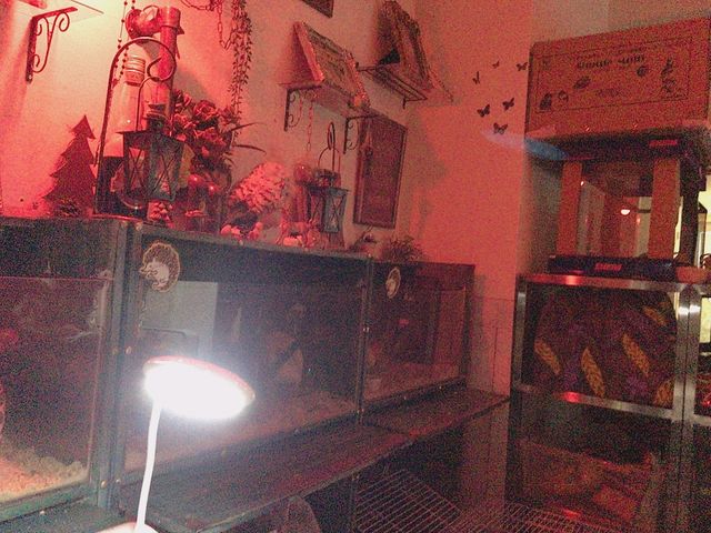 �X��_�ߑO2���̃n���l�Y�~����