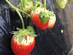 䂫̂ۂہ@Ȃ߂t@[}[YBbWւ̓eʐ^1