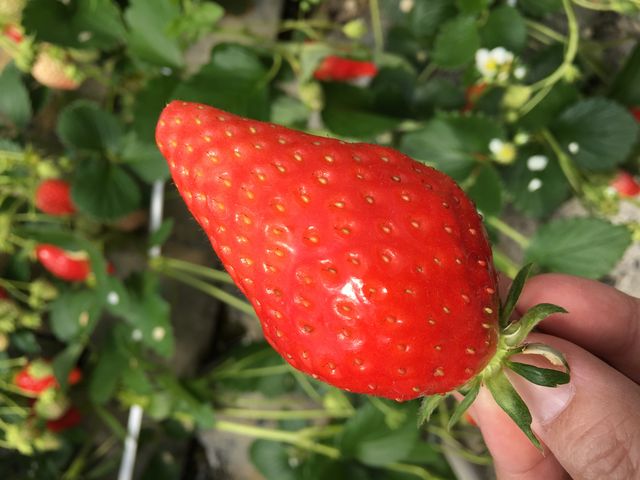 �X�[�p�[���Ŕ����Ă�����̂ƈႢ���S�ɏn�����C�`�S�͍ō��ɊÂ��Ĕ��������ł��I_�T�N�U�_��