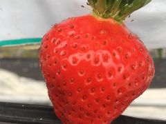 ݂ǂ񂳂̈t@[i--jւ̓eʐ^1