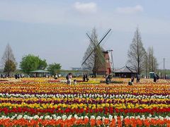 チューリップが綺麗 - あけぼの山農業公園のクチコミ - じゃらんnet