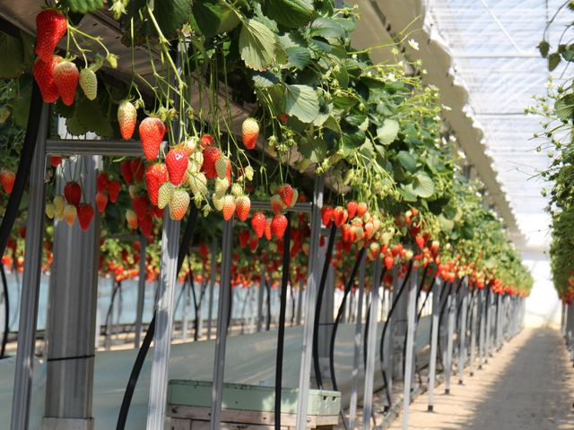 ��������������Ǝ����Ă��Ėڂł��y���߂܂��I_�݂̂�_��