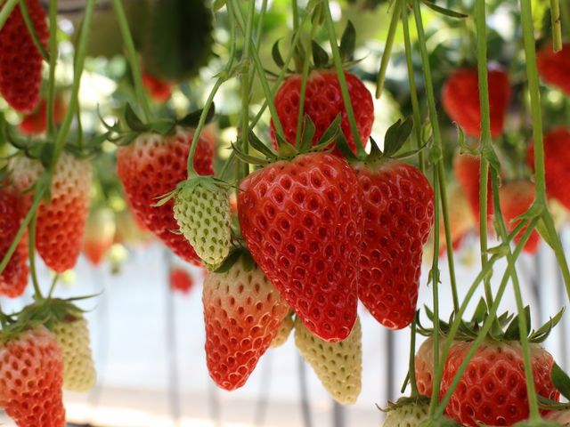 �ƂĂ��傫���ĐH�ׂ�����������܂��I_�݂̂�_��