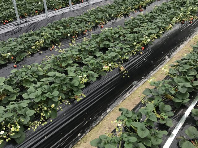 �������������ł�_�������_���@��t�@�[��