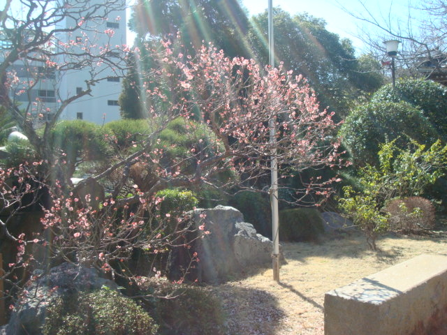 �R����{�A�~�����������炢�Ă��܂���_�����@