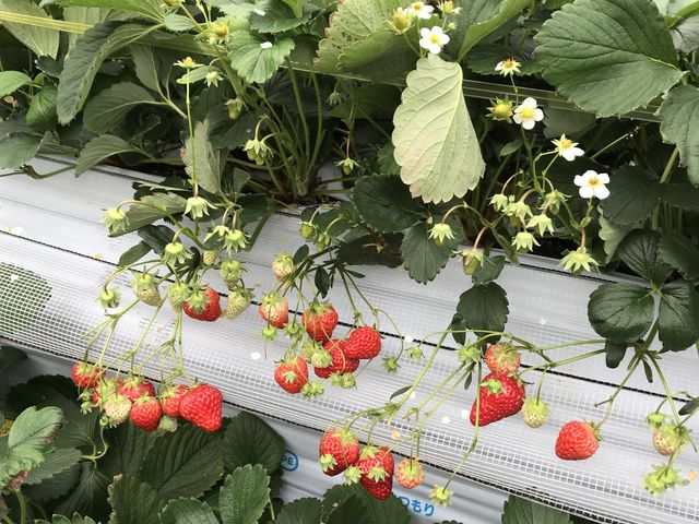 �C�`�S����_BERRYHOUSE