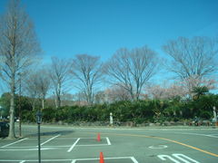 ぐらんぱる公園駐車場から見えた桜_伊豆ぐらんぱる公園