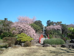 񂲂̃TN̏@ւ̓eʐ^1