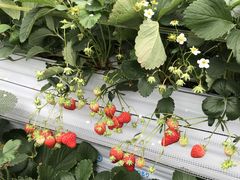 REgBERRYHOUSEւ̓eʐ^1