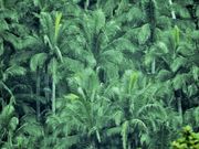 zin����̃E�u���h���̃��G���}���V�Q���̓��e�ʐ^1