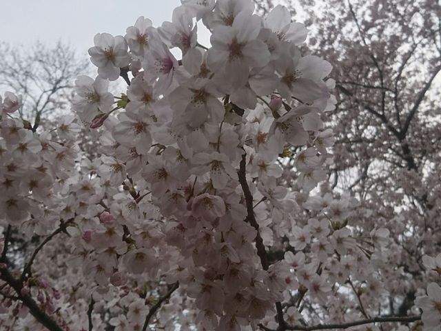 ���̎���_���ю�