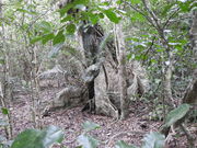 zin����̃T�L�V�}�X�I�E�m�L�̓��e�ʐ^2