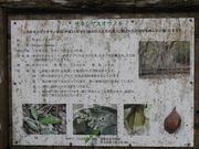 zin����̃T�L�V�}�X�I�E�m�L�̓��e�ʐ^3