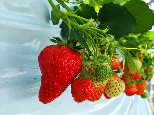 �H�׍�����R����܂����B_�܌��ʎ���