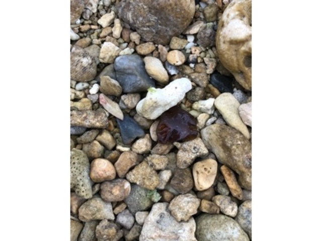 ���R_�~�[�t�K�[