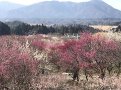 いなべ市農業公園 梅林園 の口コミ一覧 じゃらんnet