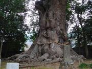 }Xꂳ̗{_Ђ̑NX̓eʐ^2