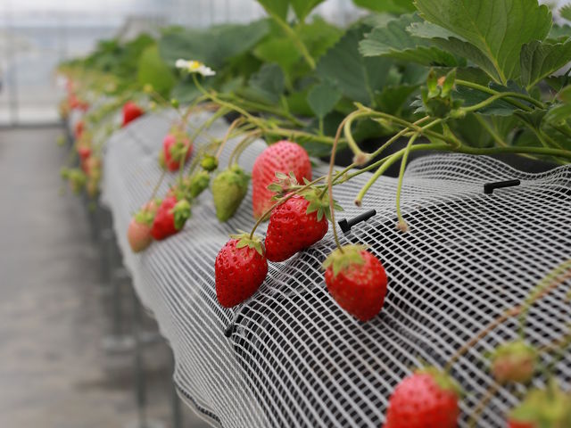 �C�`�S�I�ł��B���̒I����ޕʂɉ��S�Ƃ���܂��B_�����������h