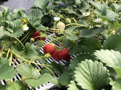 takumî܂Ƃݔ_iەx_jւ̓eʐ^1