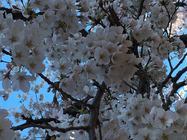 ���̎���_���F��