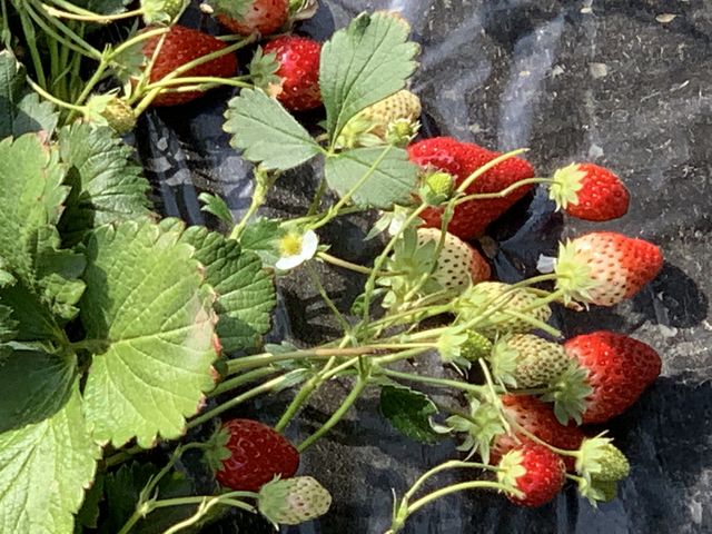 �����������������܂���_MASHIKO�@STRAWBERRY�@FARM