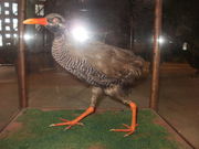 �݂����΂񂳂�̖��씎���ق̓��e�ʐ^1