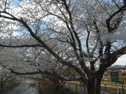 �T�r�L����̌܏���̍��̓��e�ʐ^1