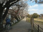 �T�r�L����̌܏���̍��̓��e�ʐ^2