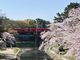 シトラさんの岡崎公園の桜への投稿写真2