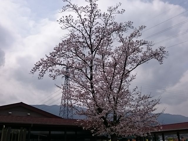 ����̍�_�ɂ��̎��[�̗� ���L�b�`��