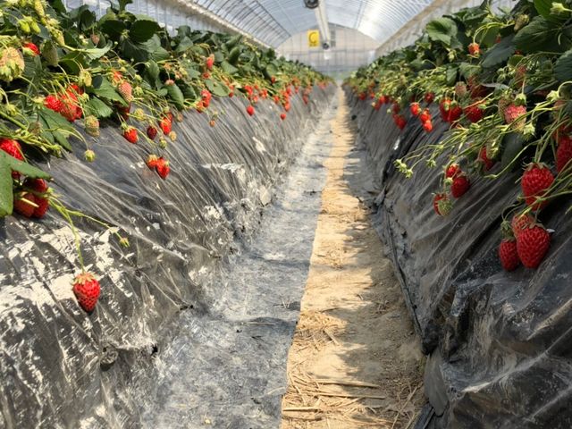 ��R�H�׍��̂��������Ȃ��Ă��܂�_�������_���@��t�@�[��