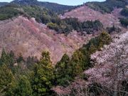 ܂߂̋g_Ёi@Edj̓eʐ^1