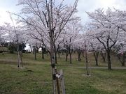 ���񂿂�񂳂�̔��������̍��̓��e�ʐ^1