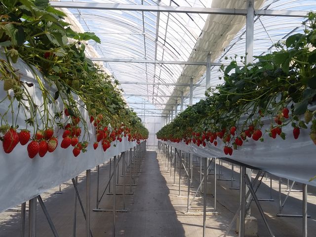 ��Ȃ�̃C�`�S_�������̗��@�������_��