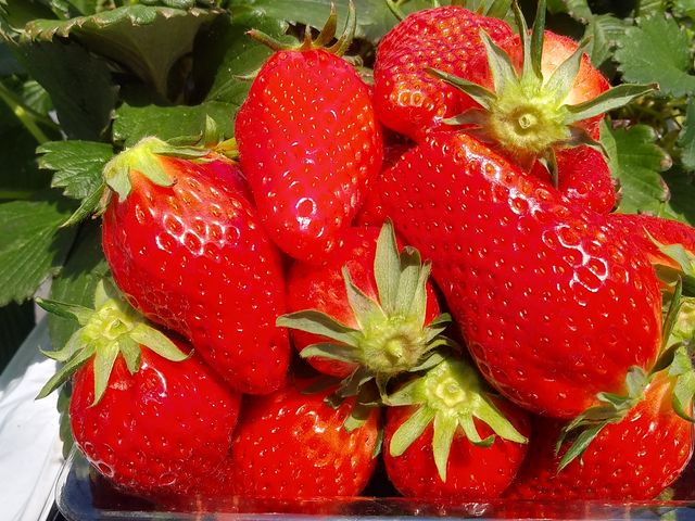 �^����_�������̗��@�������_��