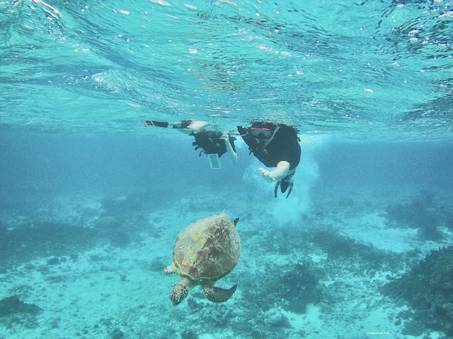 �̂�т�j���� ����l�q���ԋ߂ł݂ċ����I_Reeftour HONEY