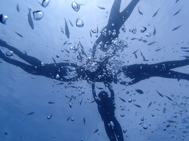 �F�B�Ƒf�G�Ȏʐ^���B���Ă��炢�܂����B_�_�C�r���O�V���b�v�@SeaFree