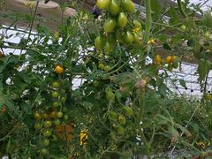 `[}C̏㗢&g}gւ̓eʐ^1